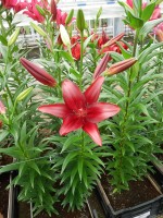 [5077 Methone No01.JPG]